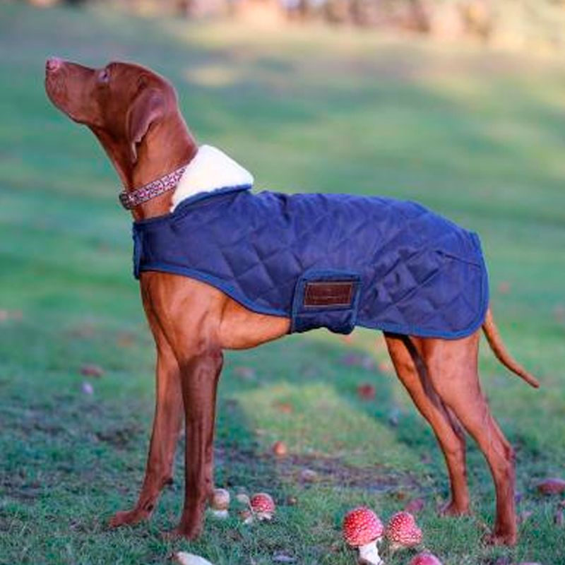 Kentucky Dog Rug Navy