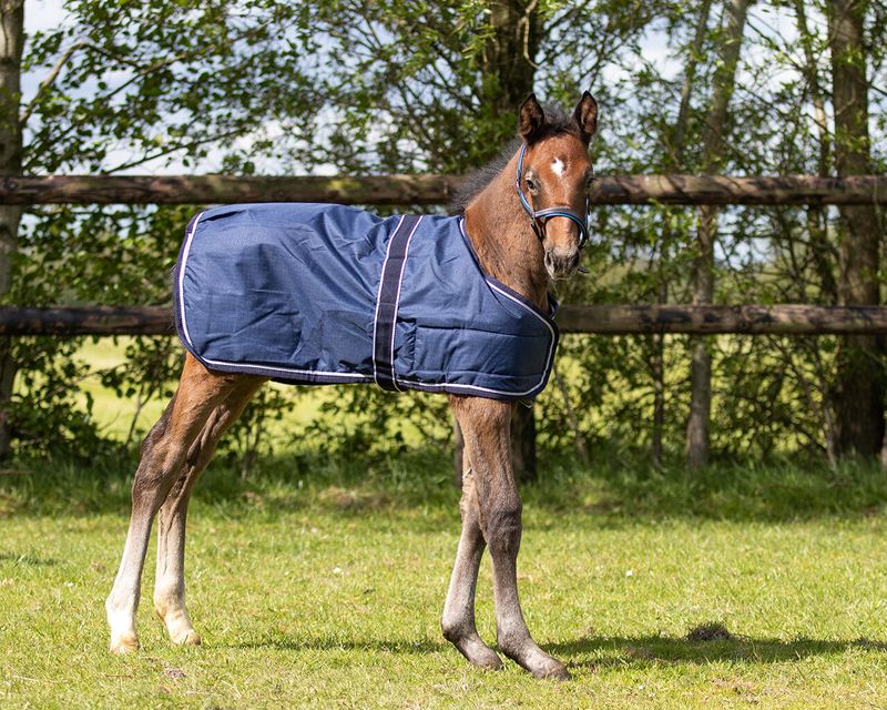 QHP Foal Turnout 100g Navy