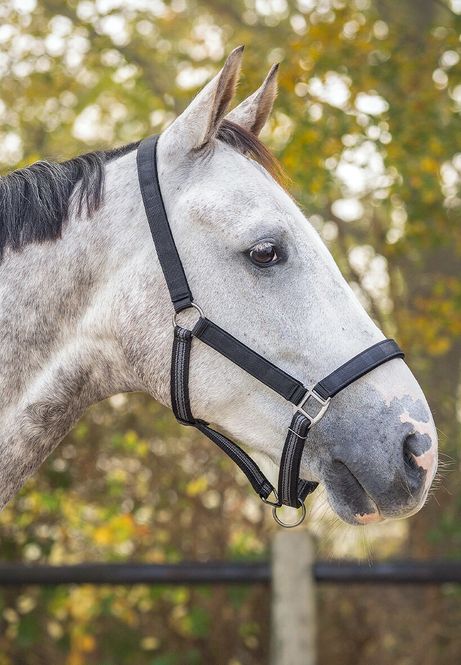 Hovedbilde QHP Head Collar Set m/Leietau