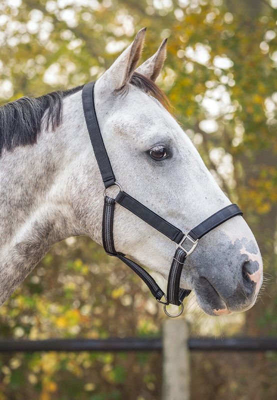 QHP Head Collar Set m/Leietau