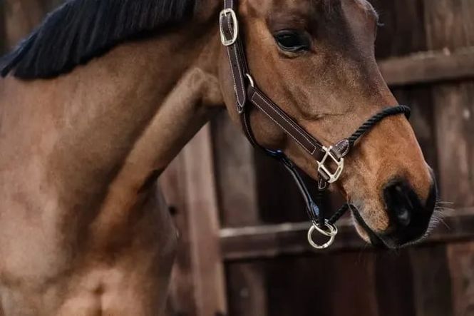 Hovedbilde Kentucky Leather Rope Halter