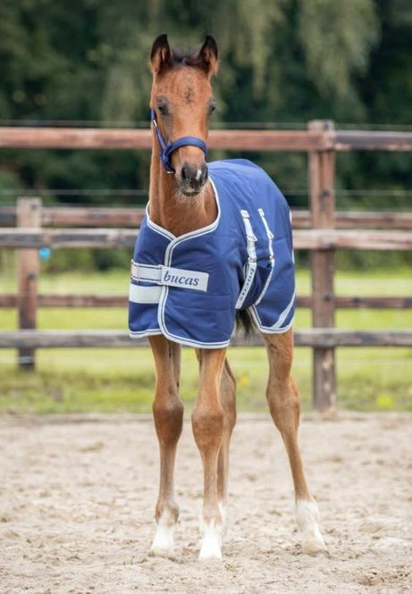 Hovedbilde Bucas Foal Turnout