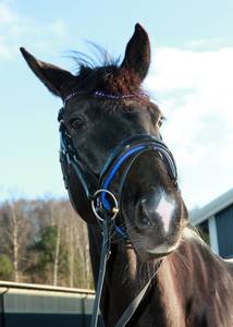 Bilde av Horseline of Norway Diamond Ingrid